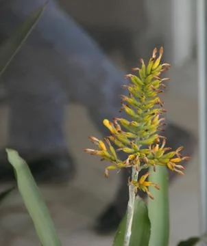 Bromeliads bloomed in spring Stock Photos