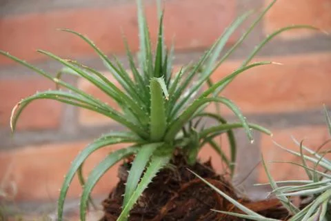 Bromeliads bloomed in spring Stock Photos