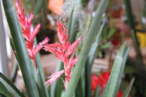 Bromeliads bloomed in spring Stock Photos