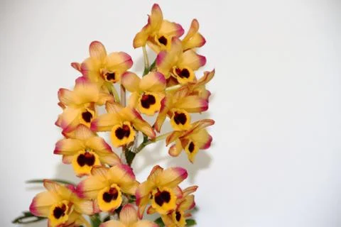 Bromeliads bloomed in spring Stock Photos