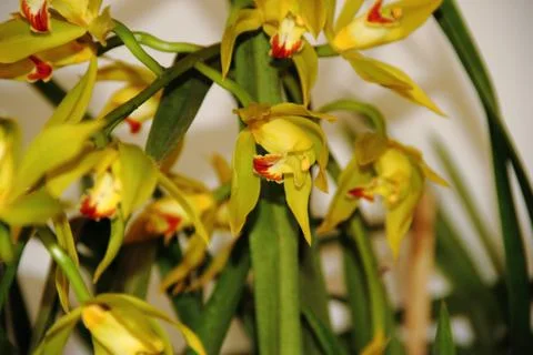 Bromeliads bloomed in spring Stock Photos