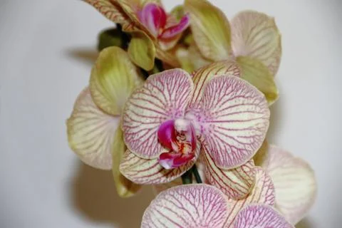 Bromeliads bloomed in spring Stock Photos