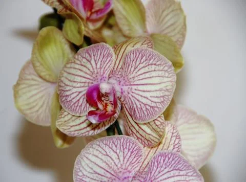 Bromeliads bloomed in spring Stock Photos
