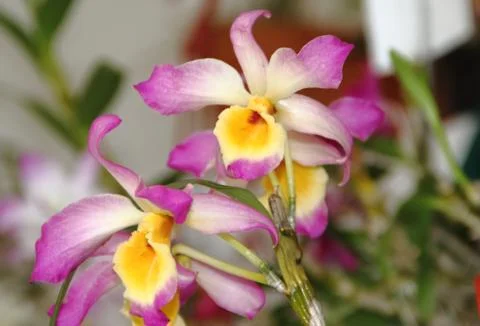 Bromeliads bloomed in spring Stock Photos