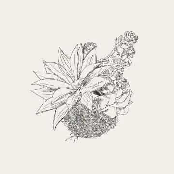 Bromeliads in hanging basket , sketch vector. Stock Illustration