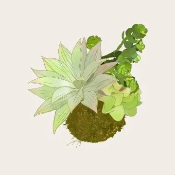 Bromeliads in hanging basket , sketch vector. Stock Illustration