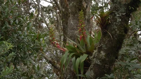 Bromeliads, lichen and moss on branches of rainforest trees Stock Footage 85459090