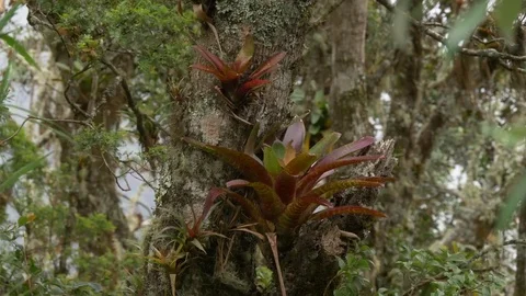 Bromeliads, lichen and moss on branches of rainforest trees Stock Footage 85459356