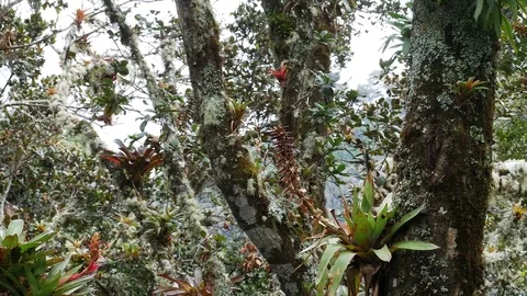 Bromeliads, lichen and moss on branches of rainforest trees Stock Footage 85461168