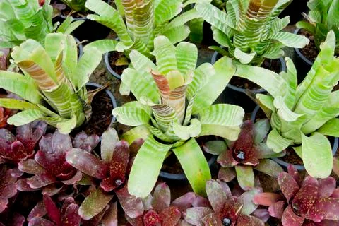 Bromeliads Stock Photos