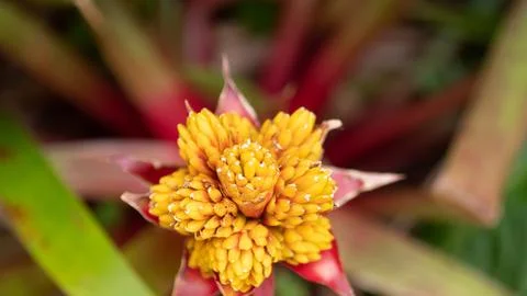 Bromiliad Flower Stock Photos