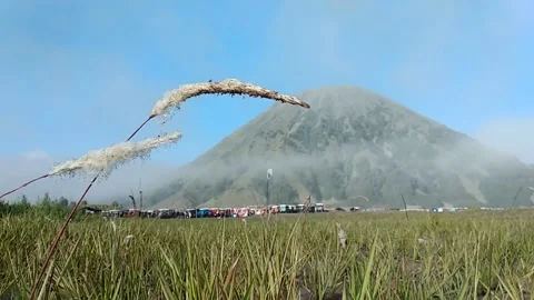 Bromo grass Stock Footage 221989083