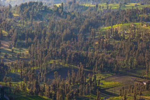 The Bromo, or Mount Bromo, is an active somma volcano Foto stock