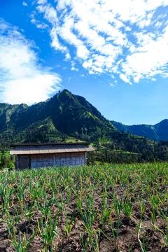 The Bromo, or Mount Bromo, is an active somma volcano 스톡 사진
