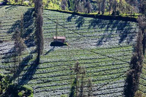 The Bromo, or Mount Bromo, is an active somma volcano 스톡 사진