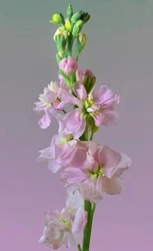 Brompton Stock Stock Photos