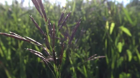 Bromus erectus in summer breeze 스톡 동영상 68635117