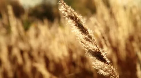Bromus Stock Footage 10572761