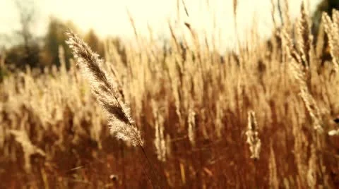 Bromus 動画素材 10572762