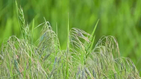 Bromus tectorum, known as downy brome, drooping brome or cheatgrass, is winte Stock Footage 175301247