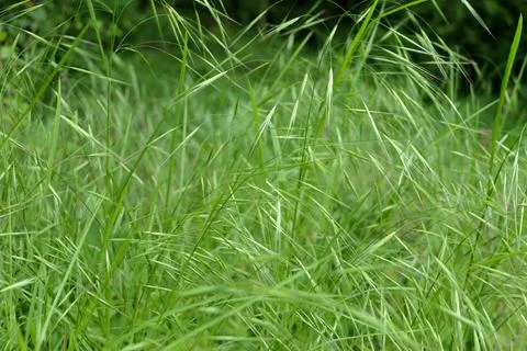 Bromus tectorum. Stock Photos