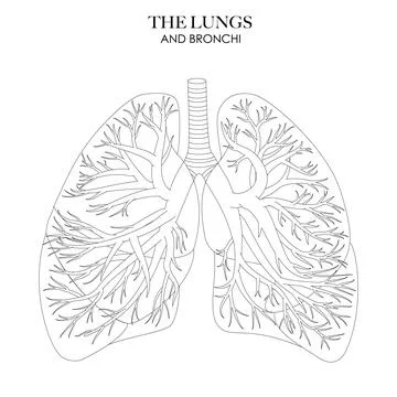 Bronchi Stock Illustration