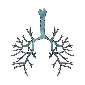 Bronchi illustration Stock Illustration