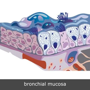 Bronchial Mucosa Scheme Stock-Illustration