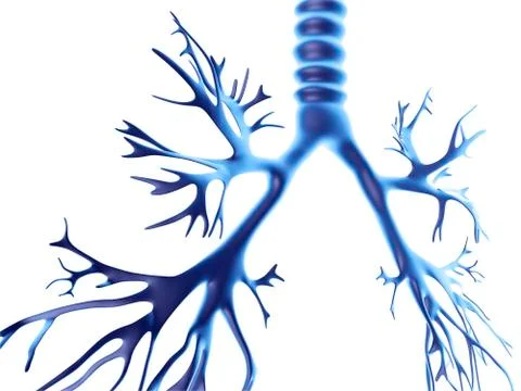 Bronchial tree, computer artwork Illustrazione stock