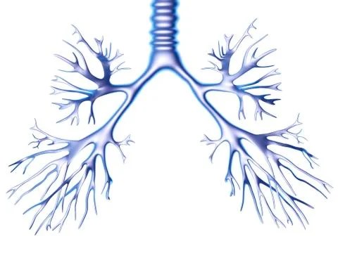 Bronchial tree, computer artwork Illustrazione stock