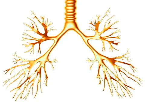 Bronchial tree, computer artwork Illustrazione stock