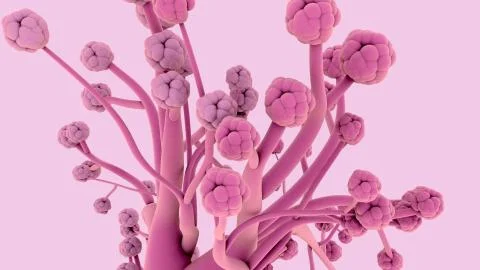 Bronchioles Stock Photos