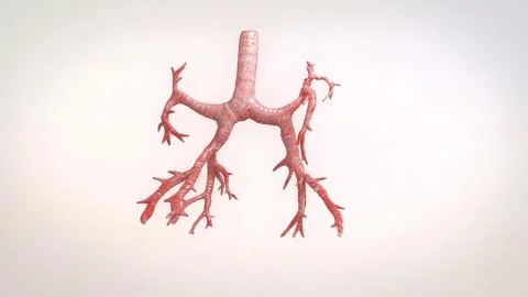 Bronchopulmonary segmental anatomy Stock Illustration