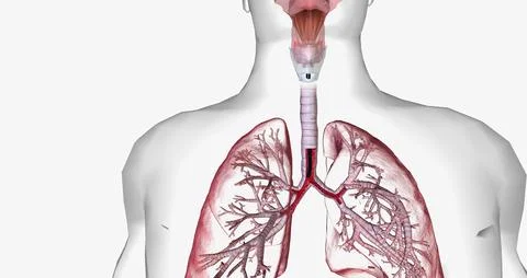 Bronchoscopy is an invasive procedure used to look inside the respiratory s.. Stock Illustration