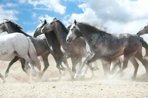 Broncos 스톡 사진