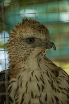 Brontok Eagle. Stock Photos