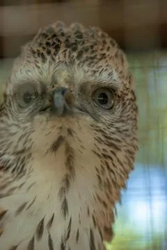 Brontok Eagle. Stock Photos