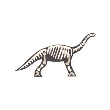 Brontosaurus dinosaur skeleton walking on white background Stock Illustration
