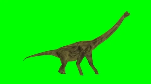 Brontosaurus walking on a green screen Stock Footage 80320295