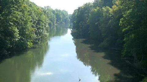 Bronx river with an egret Stock Footage 98084