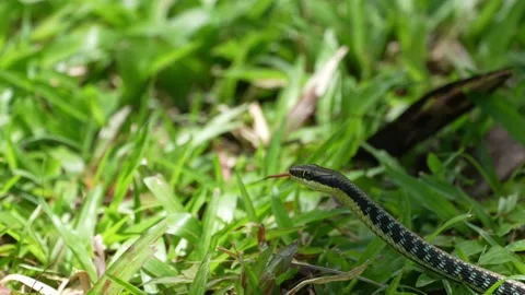 Bronze Back Stock Footage 198475369