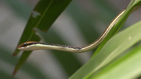Bronze back snake Stock Footage 61542127