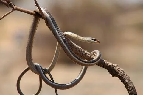Bronze back tree snake , Dendrelaphis tristis, Satara, Maharashtra, India Stock Photos