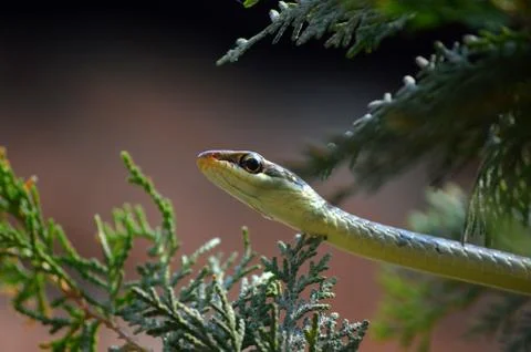A bronze back tree snake emerging through bushes Stock Photos