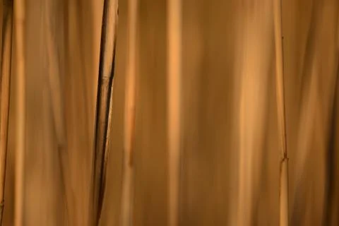 Bronze Background Stock Photos