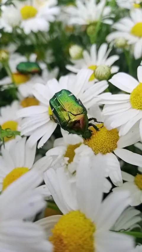Bronze beetle and daisies Stock Footage 312326600