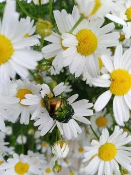 Bronze beetle on chamomile Stockfoto's
