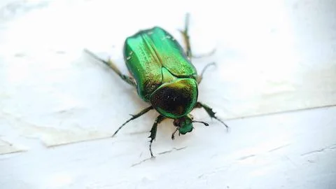 Bronze beetle close-up on a light background 写真素材