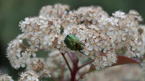 Bronze beetle Video stock 242764127