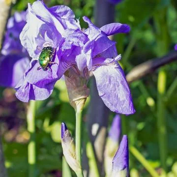 A bronze beetle sits on a blue iris flower brightly lit by the sun Stock Photos
